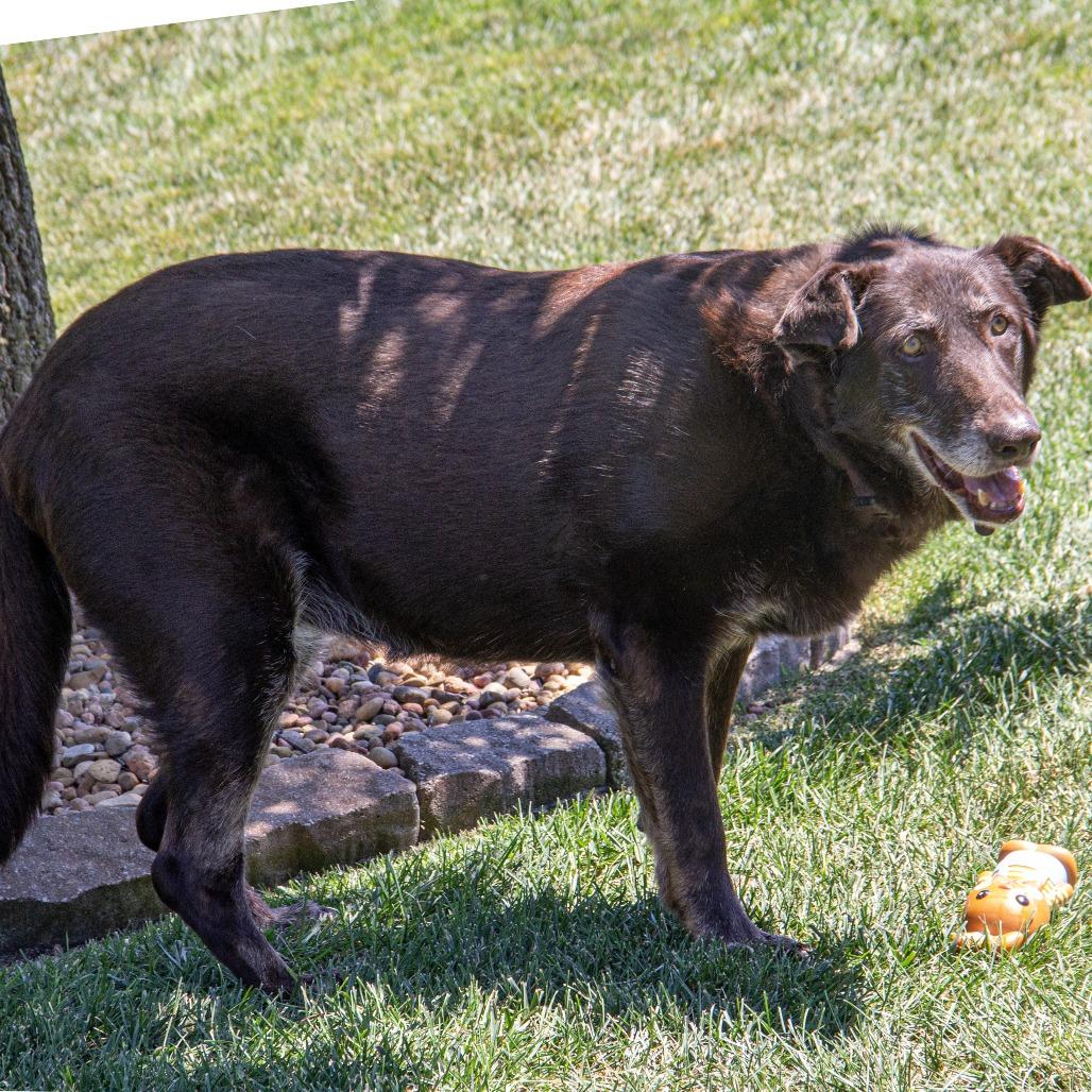 Harley, a Adoptable mixed breed in Wichita, KS image 2/6