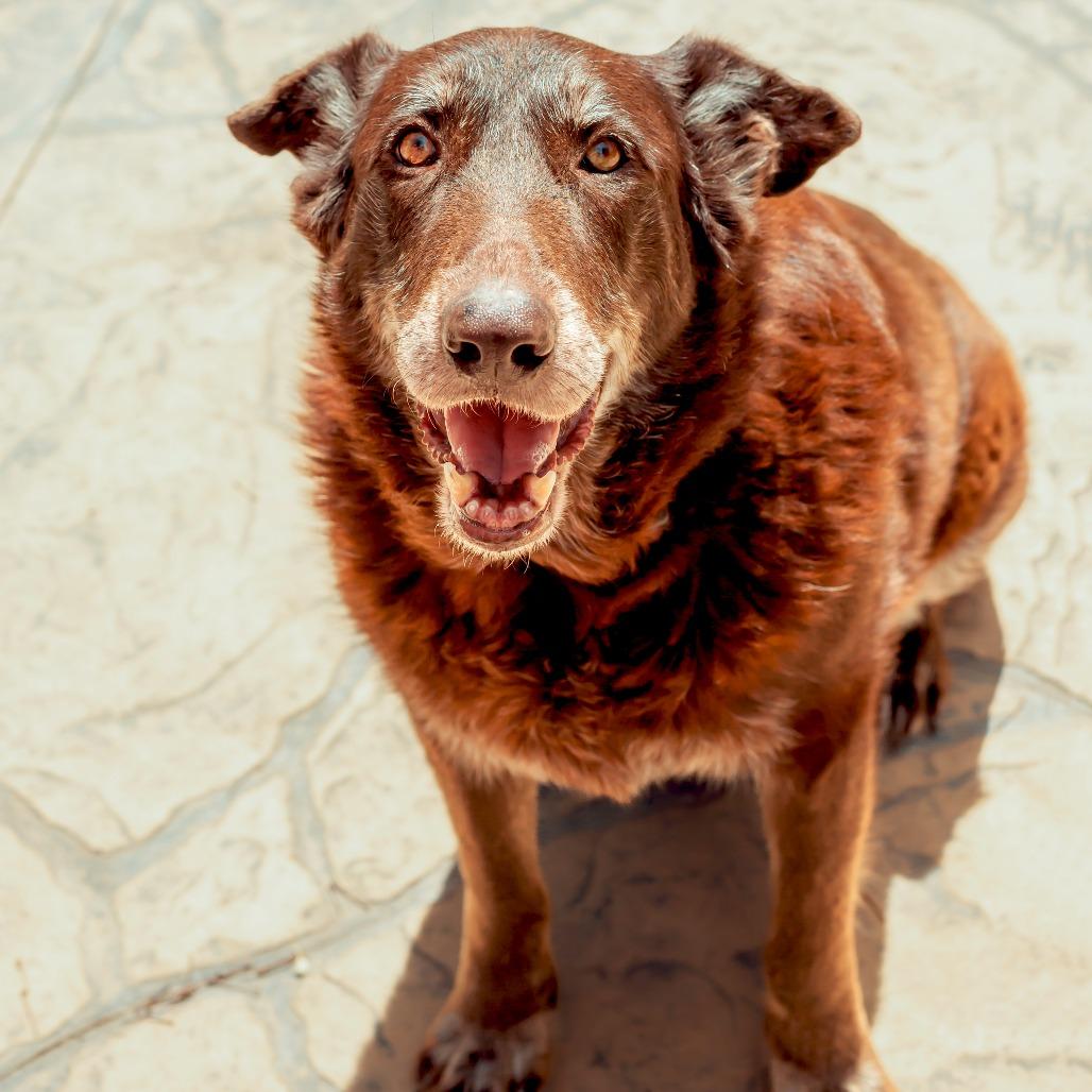 Enlarge Harley, a Adoptable mixed breed in Wichita, KS image 2/6