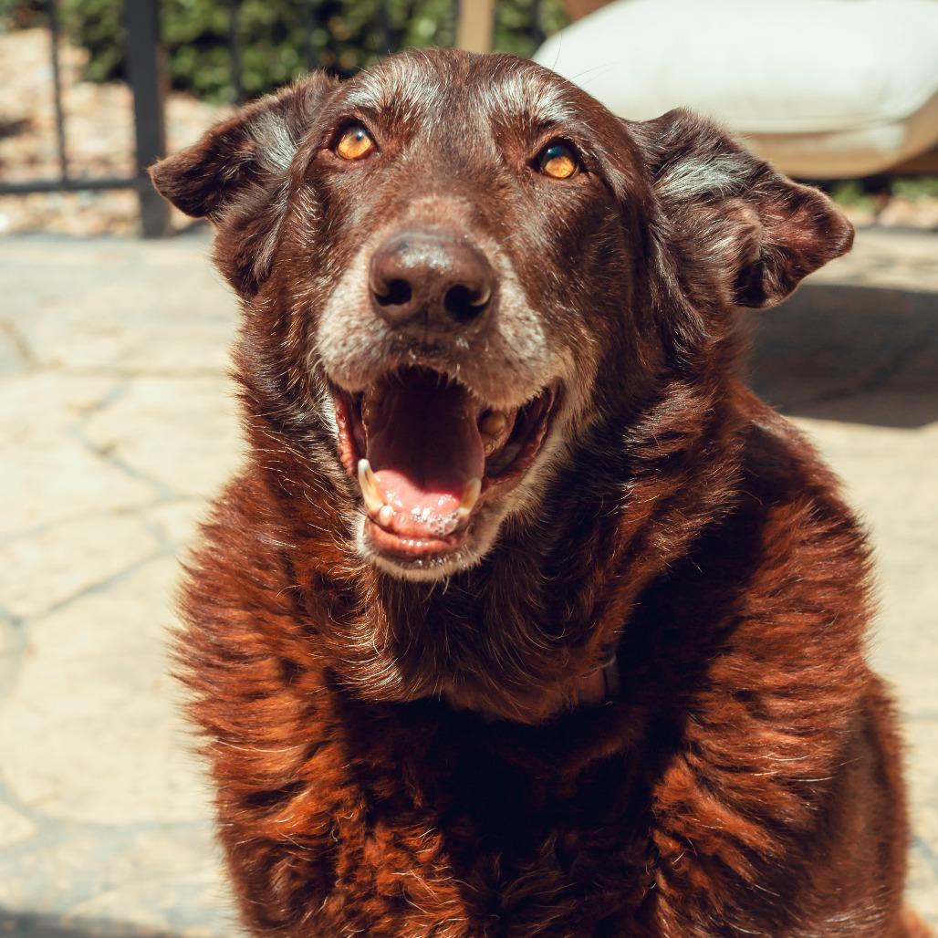 Enlarge Harley, a Adoptable mixed breed in Wichita, KS image 3/6