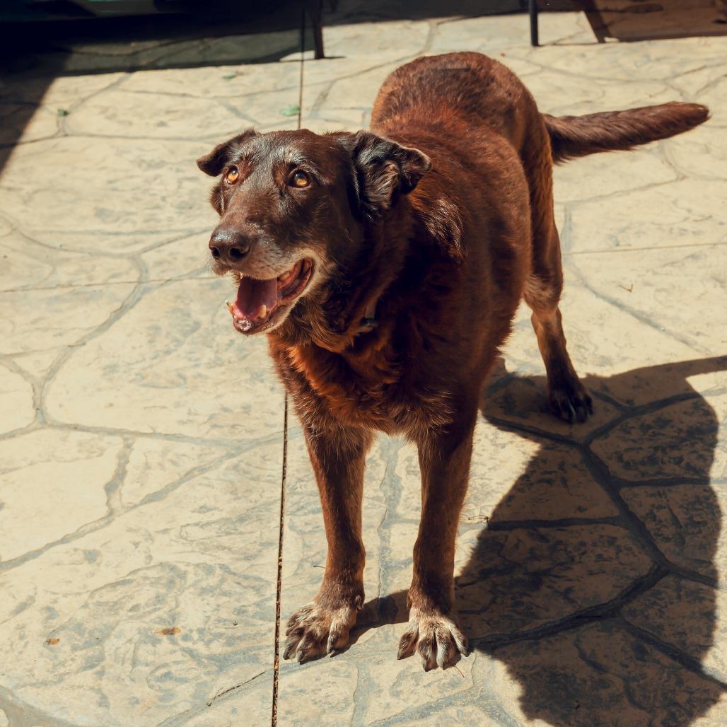 Enlarge Harley, a Adoptable mixed breed in Wichita, KS image 4/6