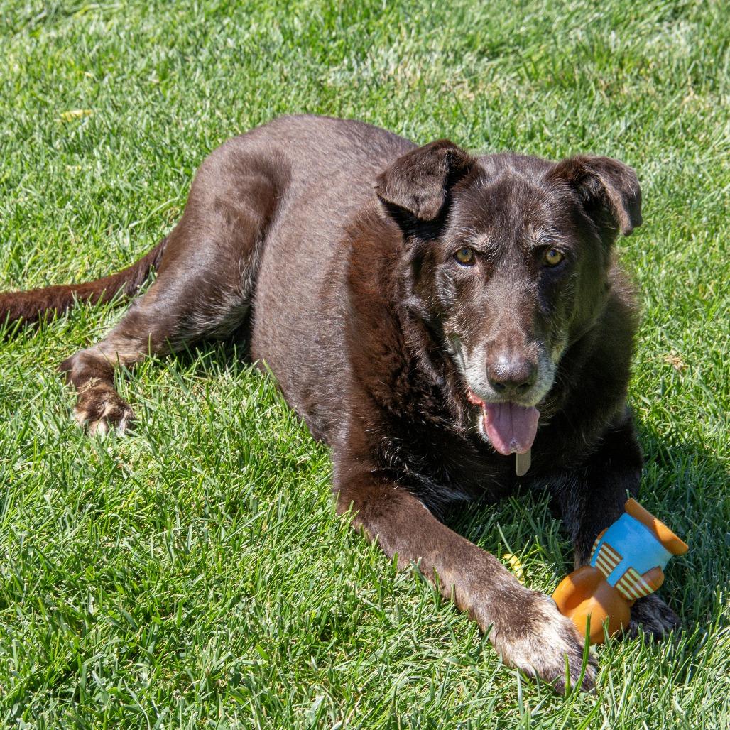 Harley, a Adoptable mixed breed in Wichita, KS image 4/6