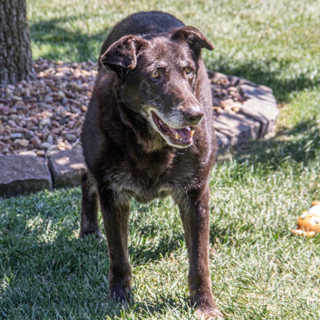 Harley, a Adoptable mixed breed in Wichita, KS image 5/6