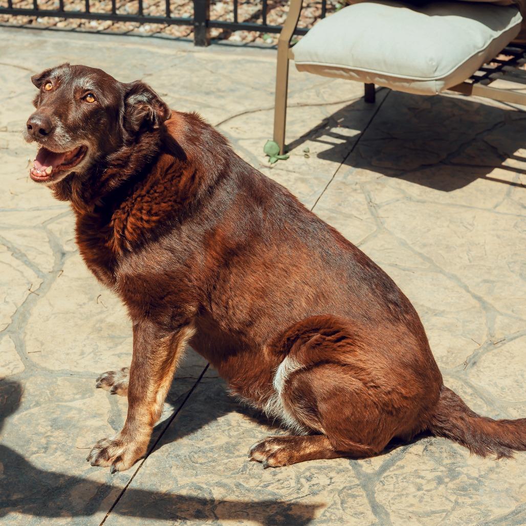 Enlarge Harley, a Adoptable mixed breed in Wichita, KS image 5/6
