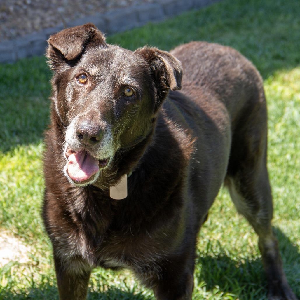 Harley, a Adoptable mixed breed in Wichita, KS image 6/6