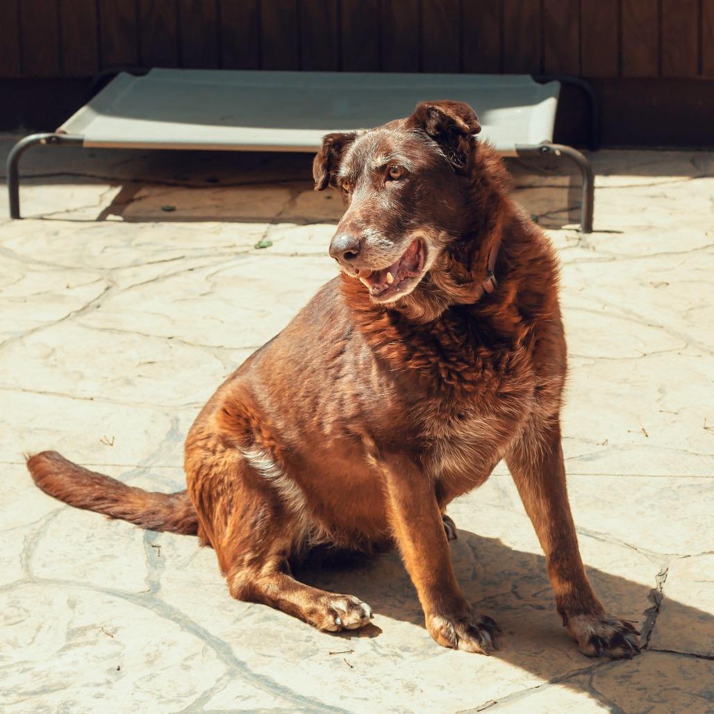 Enlarge Harley, a Adoptable mixed breed in Wichita, KS image 6/6