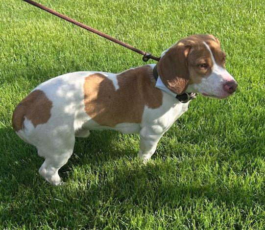 ROSCOE (ohiosdrescue@gmail.com), ADOPTABLE, Adult Male Basset Hound & Beagle.