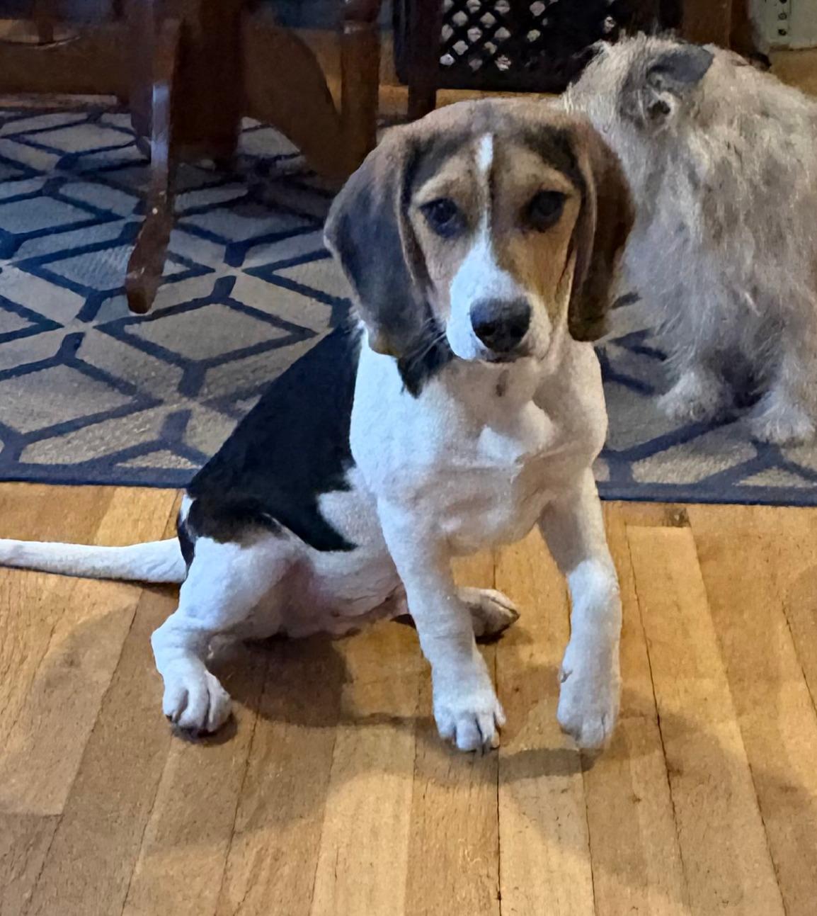 Enlarge Pip, an adopted Beagle in Lexington, MA image 1/5