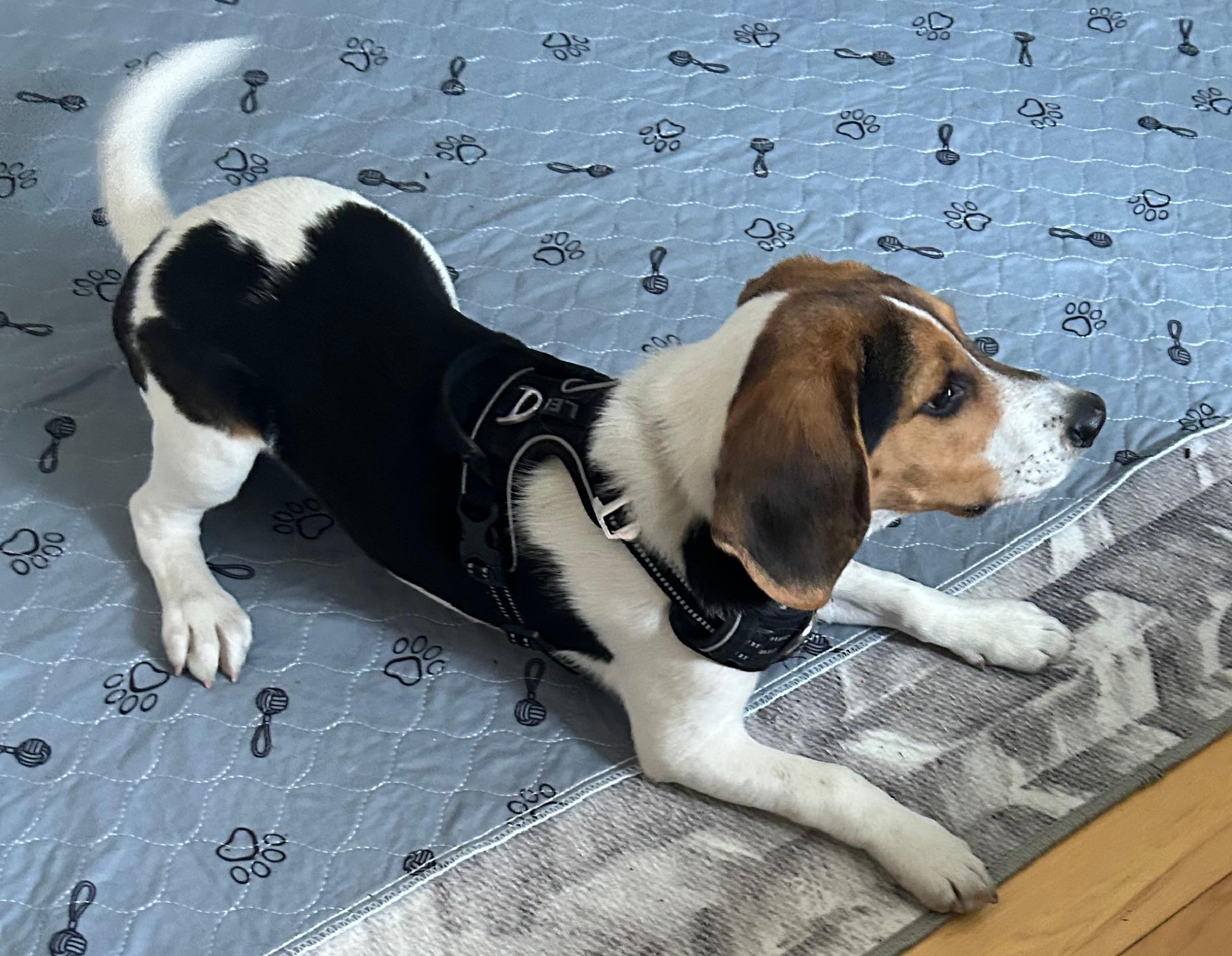 Enlarge Pip, an adopted Beagle in Lexington, MA image 3/5