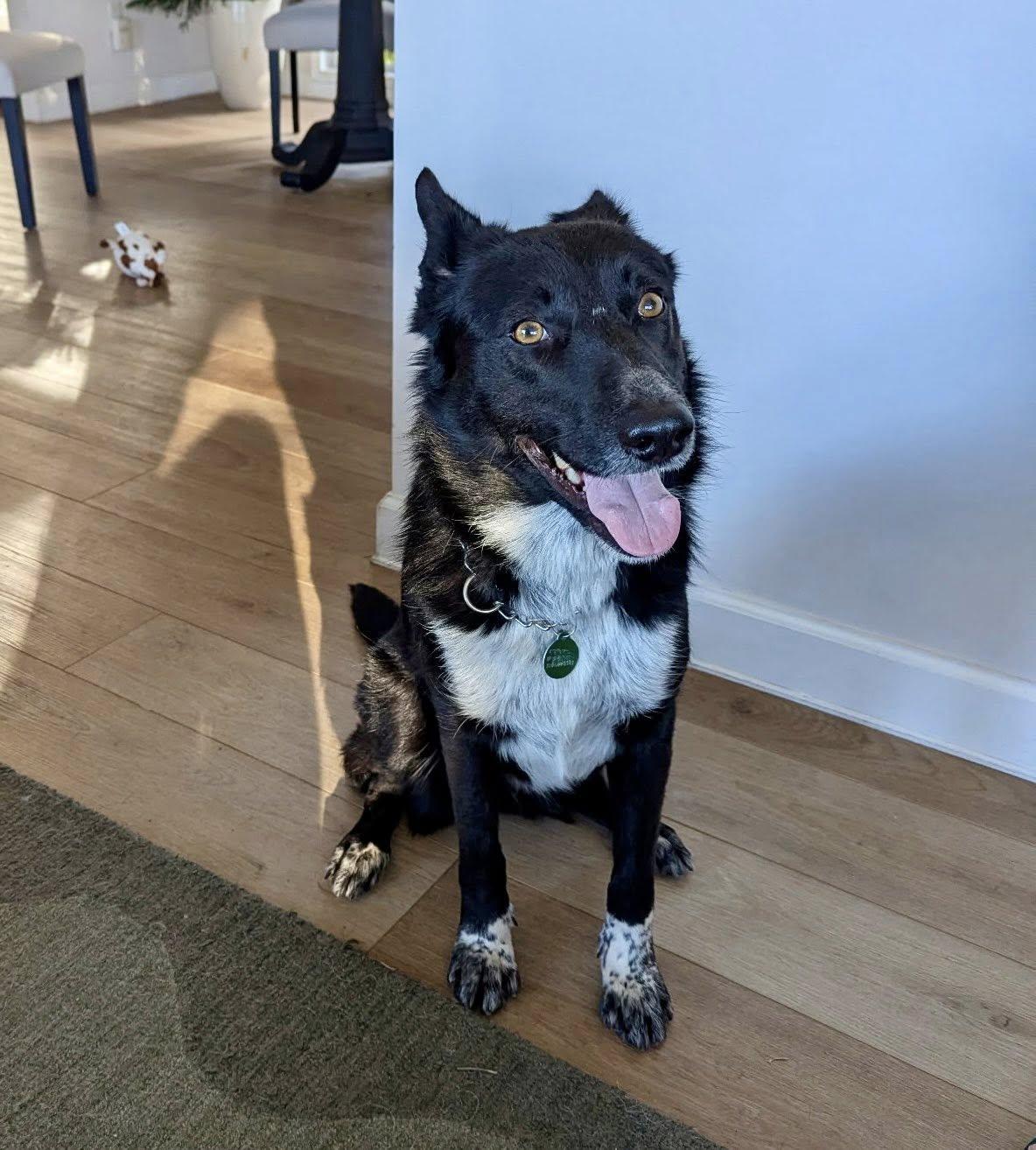 Lucy, Adoptable, Young Female Border Collie.