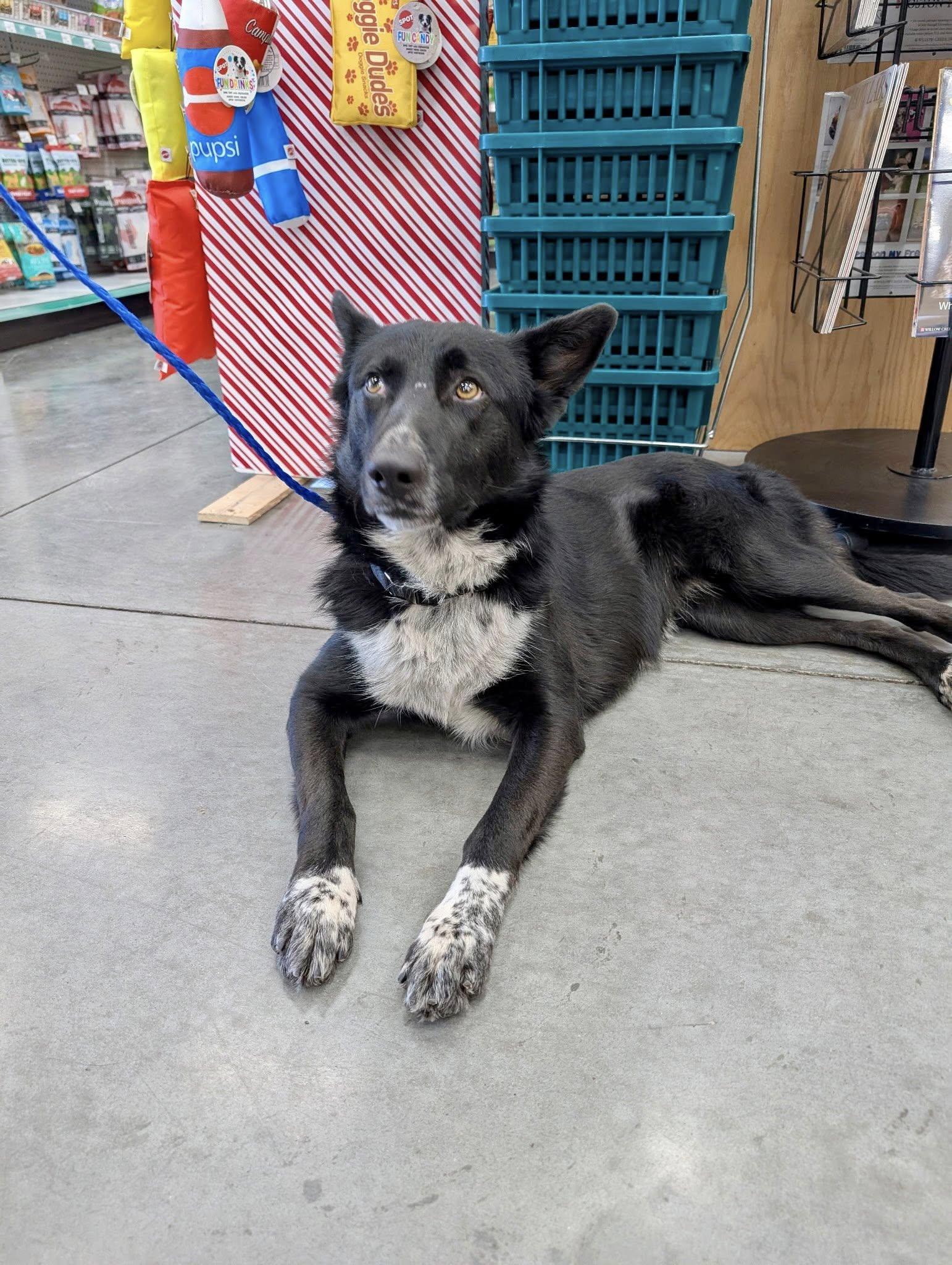 Lucy, a Adoptable Border Collie in Paso Robles, CA image 2/3