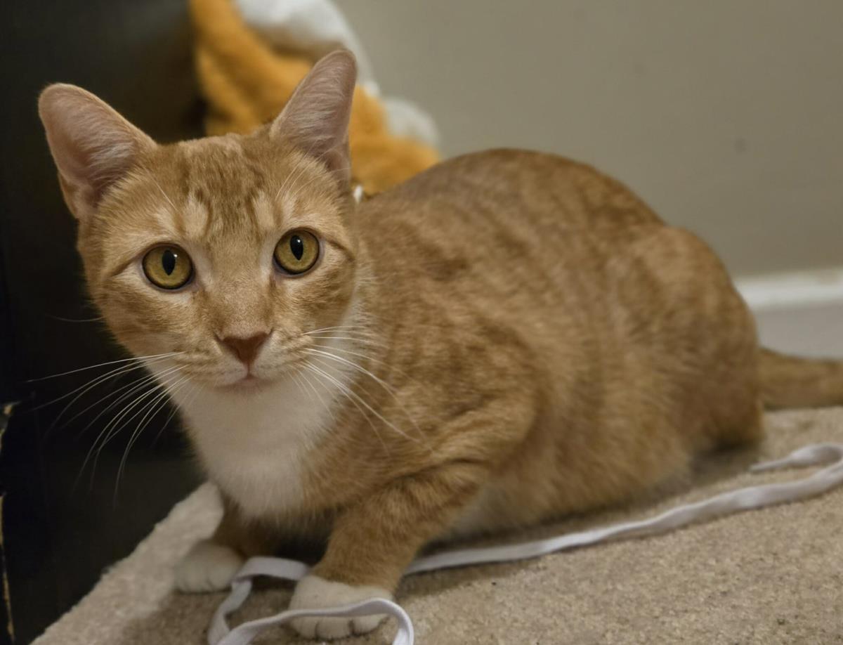 Marika, Adoptable, Young Female Domestic Short Hair.