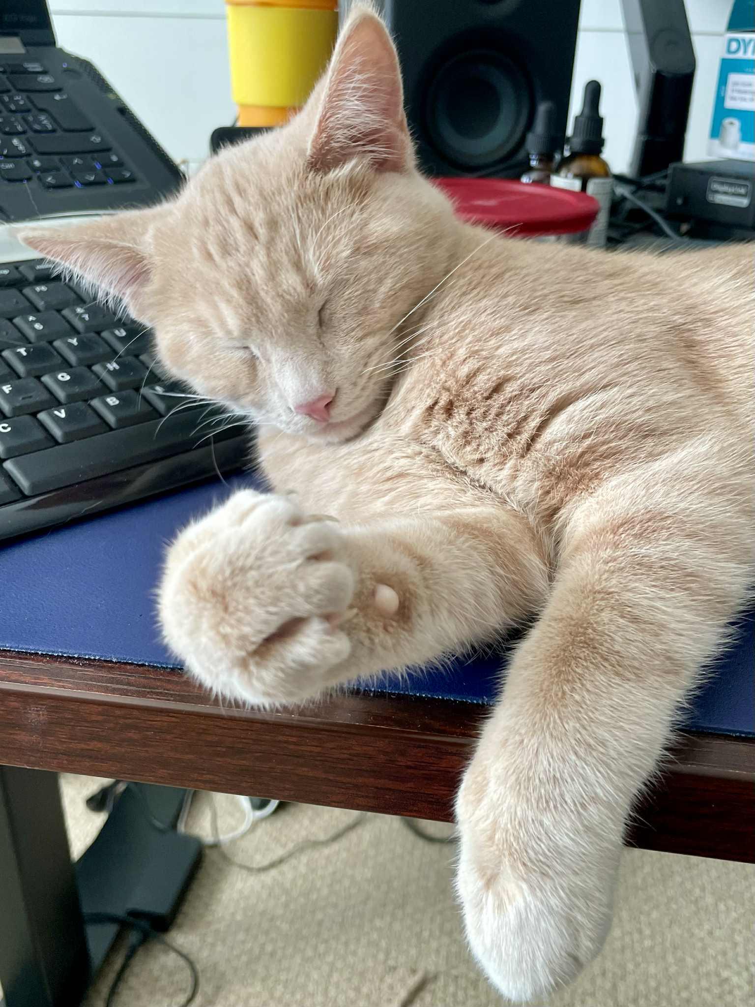 Enlarge Casper, a Adopted Domestic Short Hair in Orleans, ON image 1/3