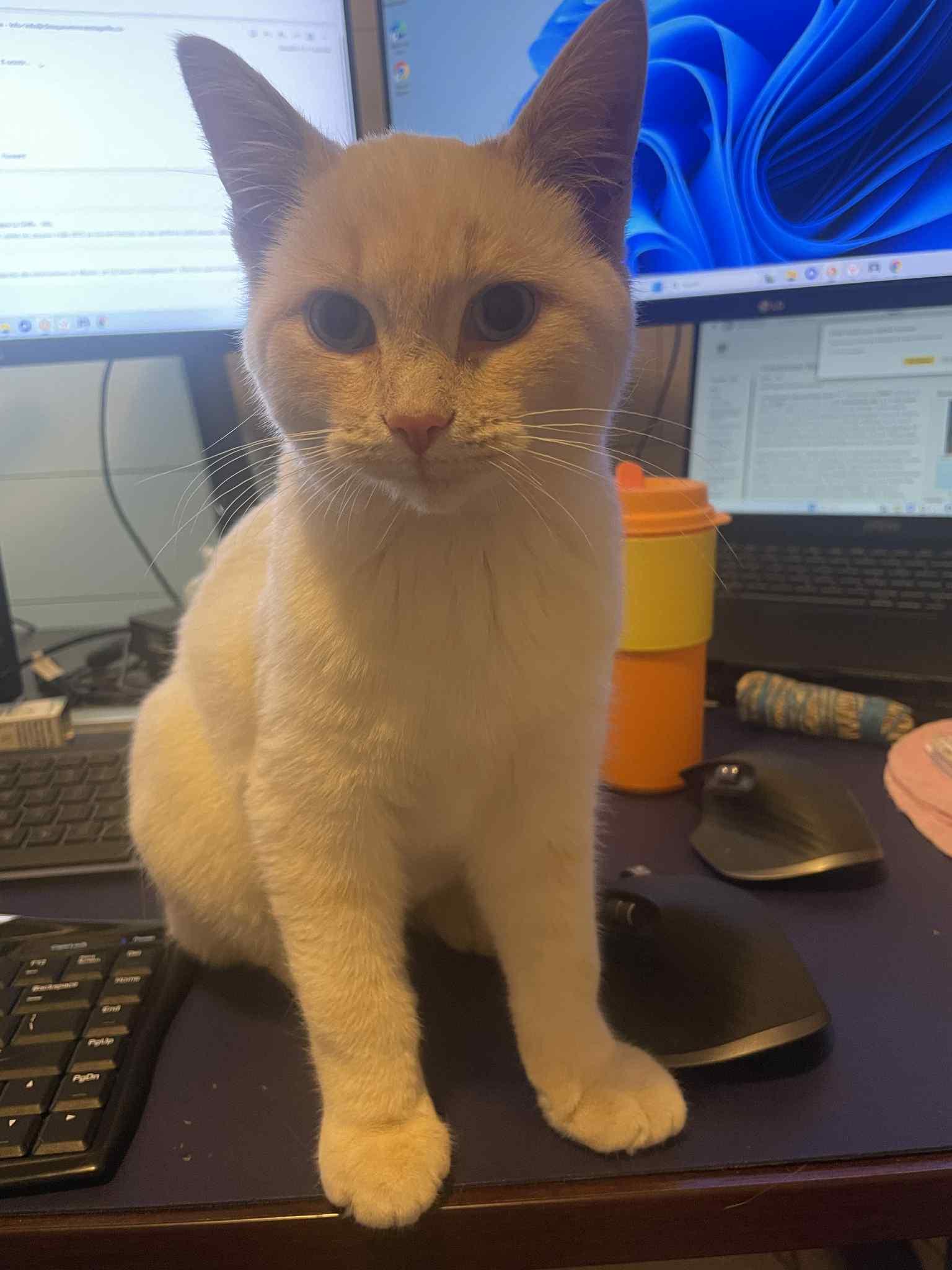 Enlarge Casper, a Adopted Domestic Short Hair in Orleans, ON image 3/3