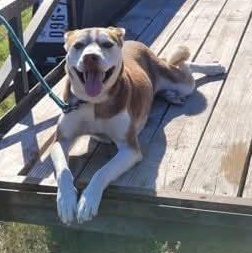 Enlarge Dug, a Adoptable mixed breed in Boise, ID image 6/6