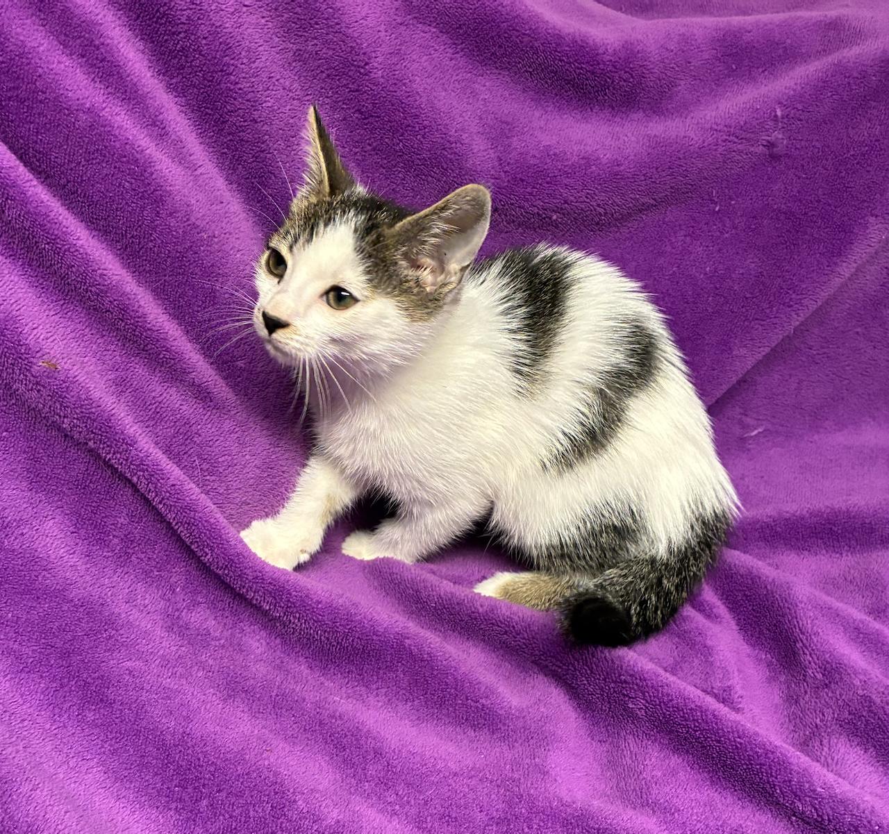 Enlarge Gretal, a Adopted Domestic Short Hair in River Edge, NJ image 4/5
