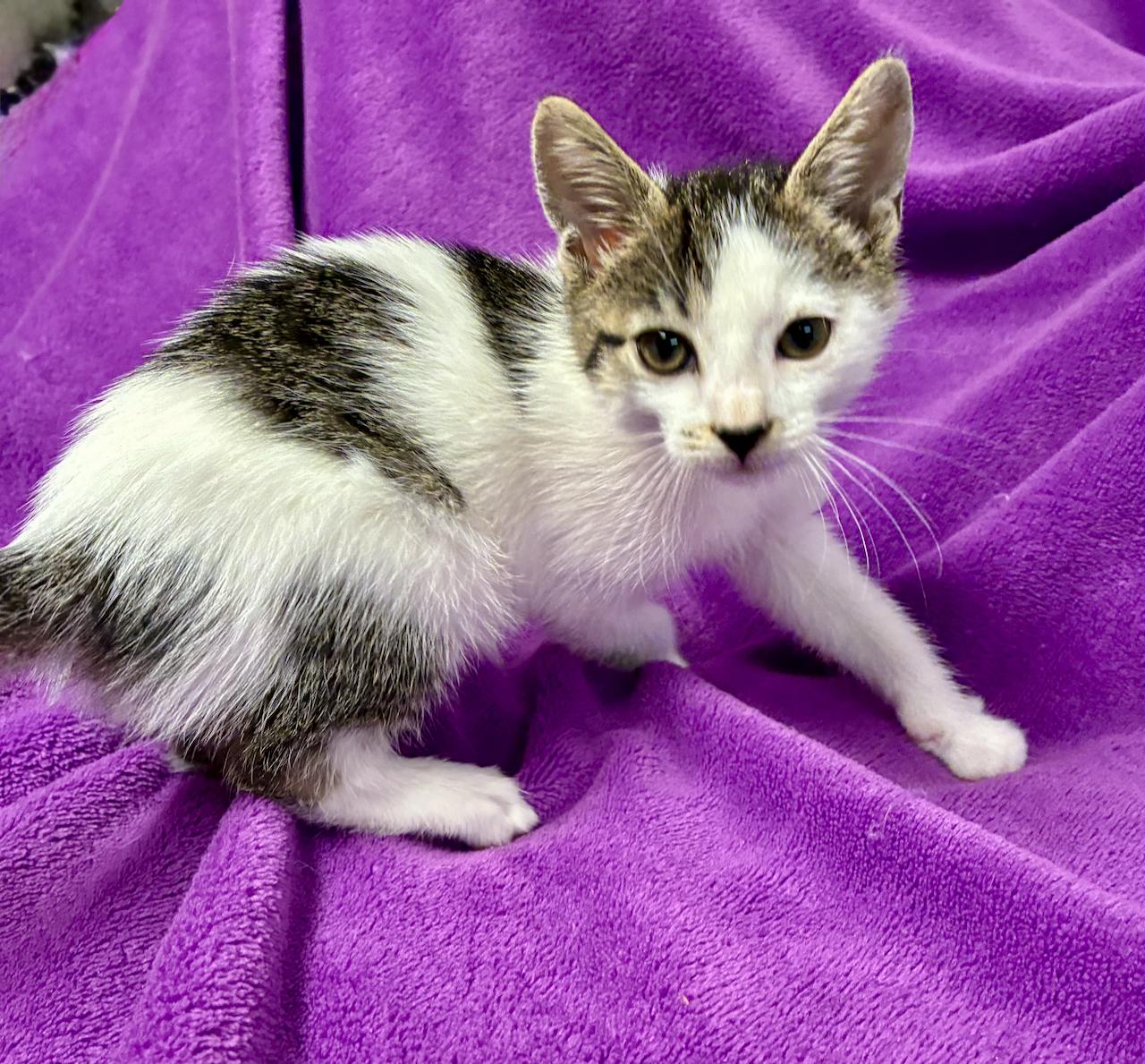 kittenページ Cats & Kittens for Adoption in New Milford, NJ | Petfinder