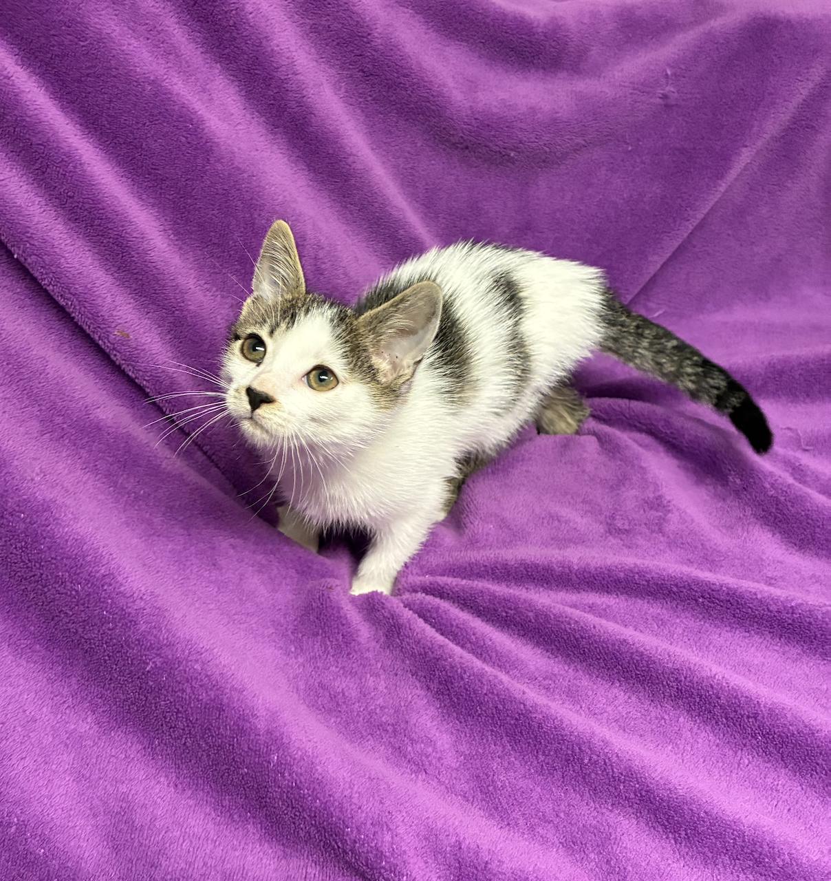 Enlarge Gretal, a Adopted Domestic Short Hair in River Edge, NJ image 3/5