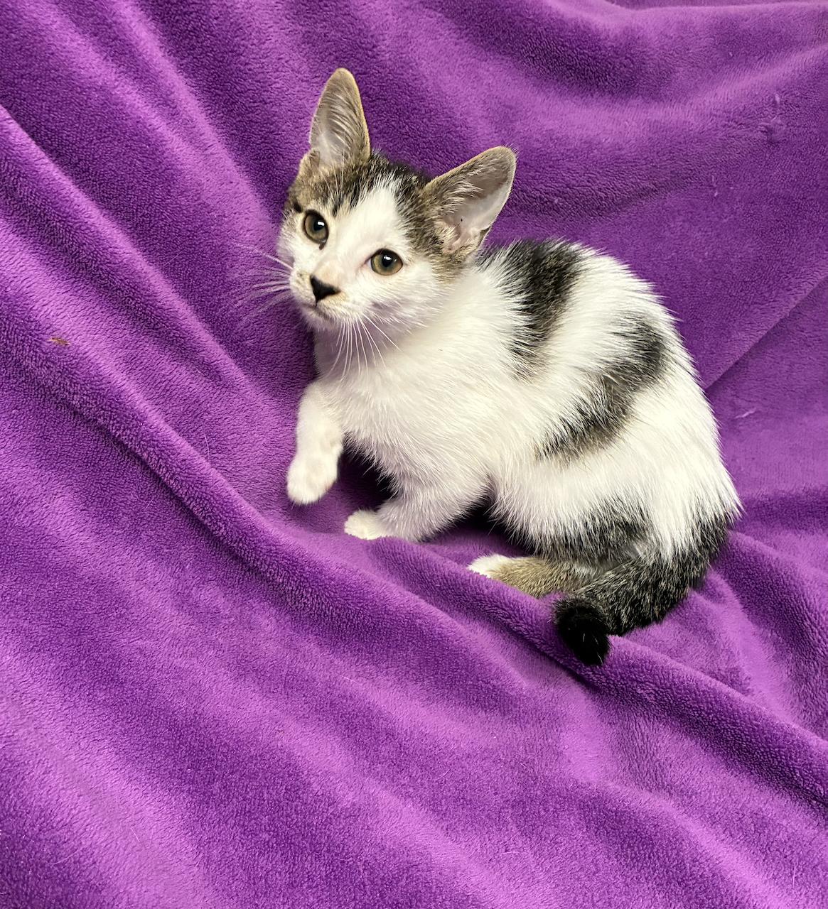 Enlarge Gretal, a Adopted Domestic Short Hair in River Edge, NJ image 2/5