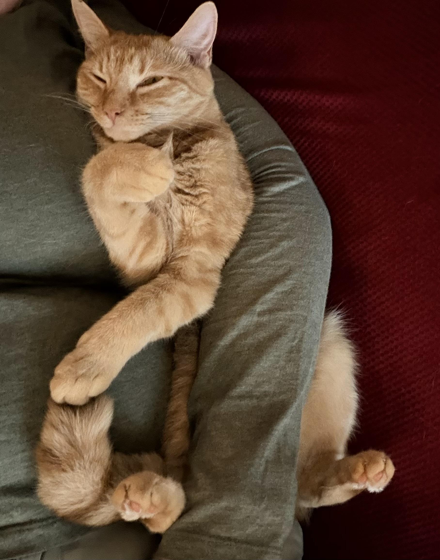 Valerie (Riverdale Litter), Adopted, Kitten Female Domestic Short Hair.
