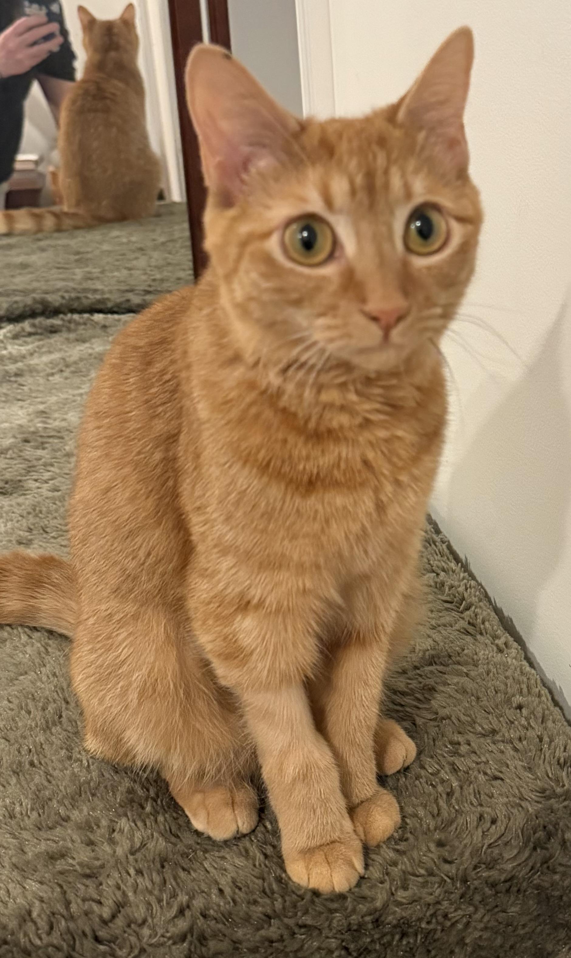 Valerie (Riverdale Litter), adoptable, Kitten Female Domestic Short Hair.