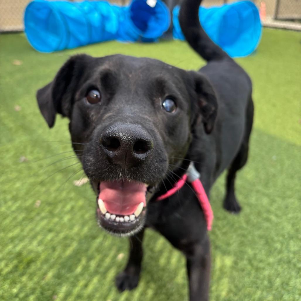 Enlarge Moe, a Adoptable Mixed Breed in Washington Township, OH image 1/6