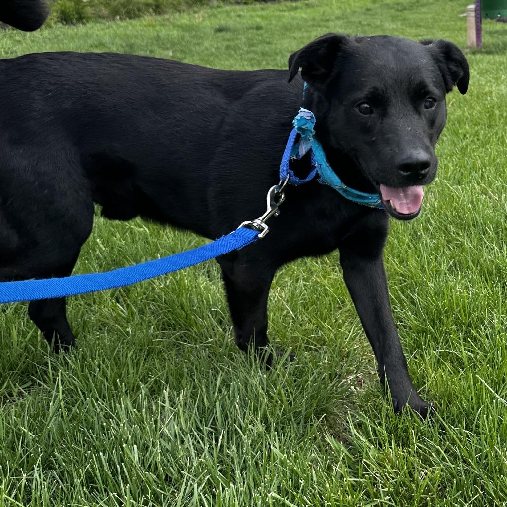 Enlarge Moe, a Adoptable Mixed Breed in Washington Township, OH image 2/6