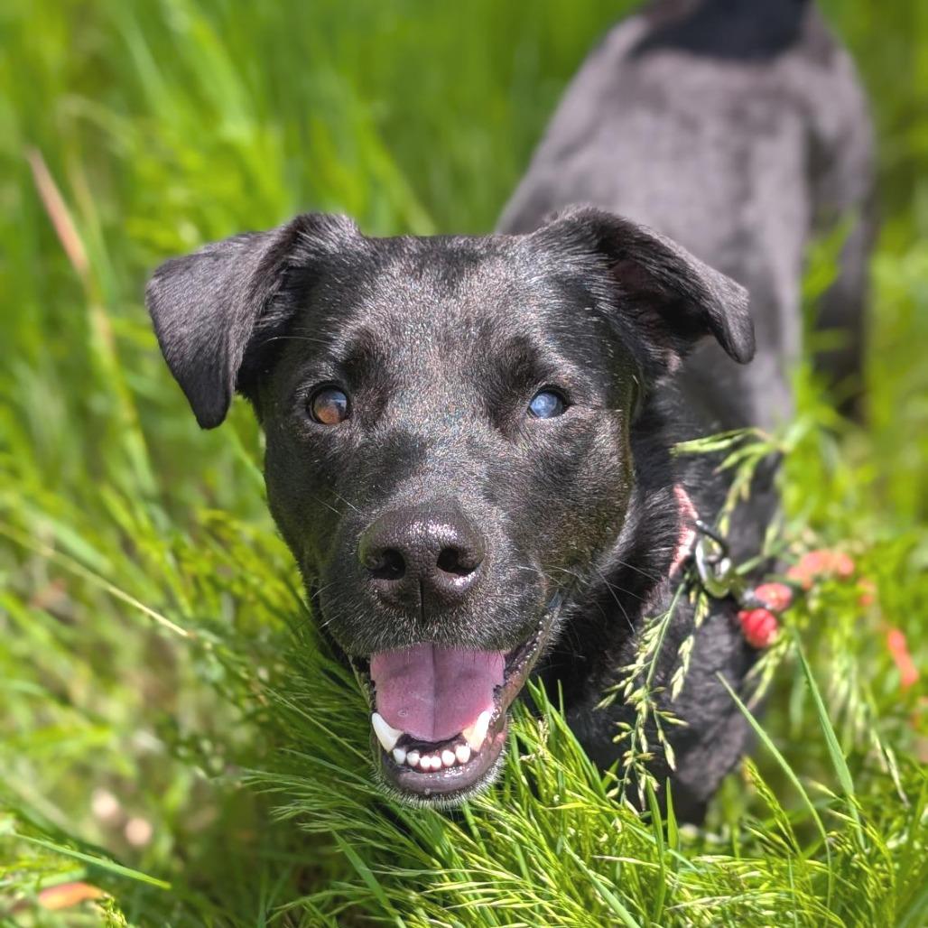Moe, a Adoptable Mixed Breed in Washington Township, OH image 2/6