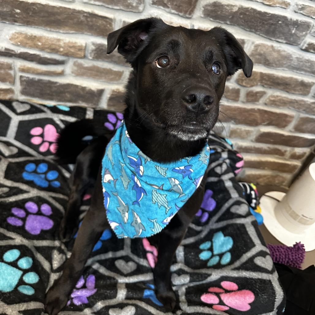Enlarge Moe, a Adoptable Mixed Breed in Washington Township, OH image 4/6