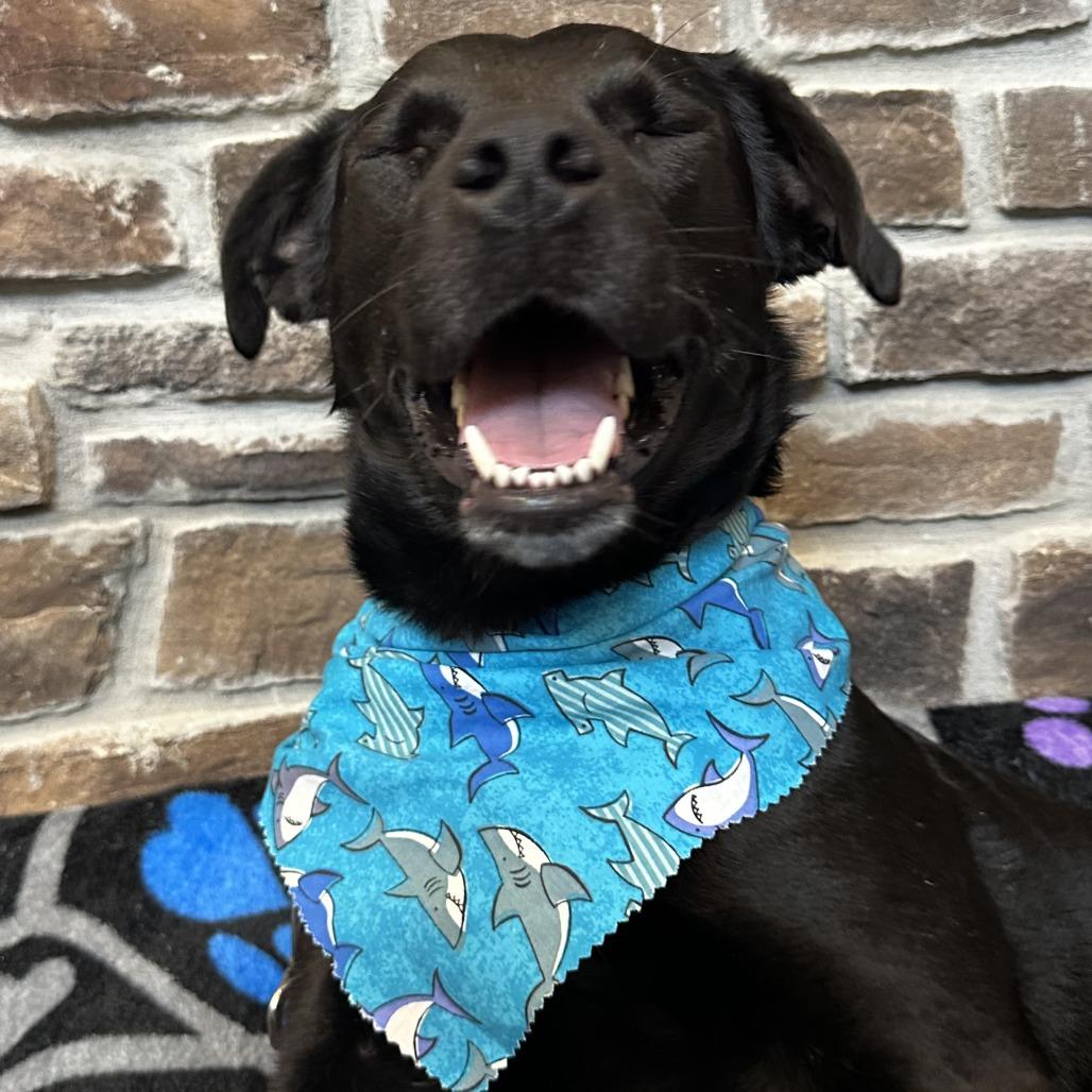 Enlarge Moe, a Adoptable Mixed Breed in Washington Township, OH image 6/6