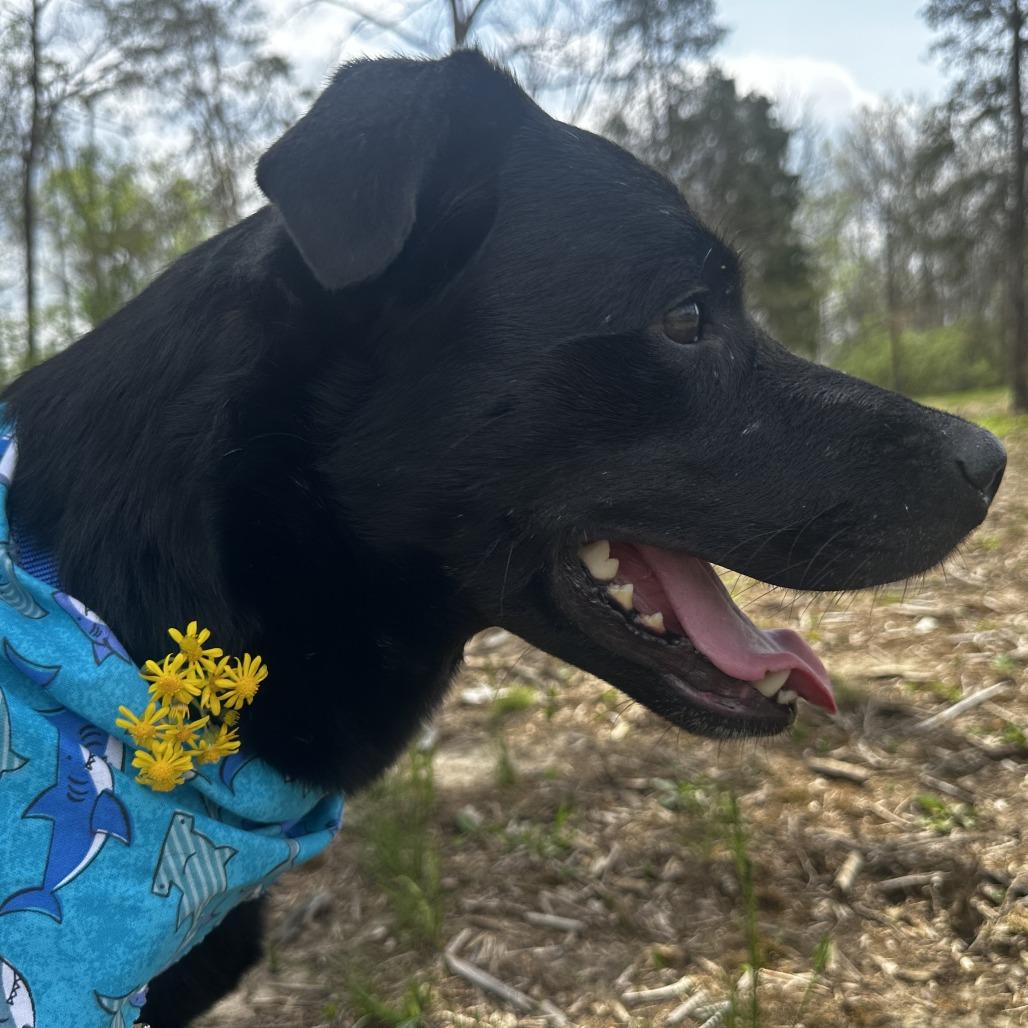 Moe, a Adoptable Mixed Breed in Washington Township, OH image 5/6