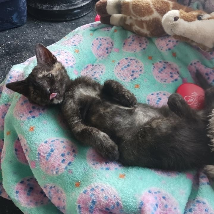 Enlarge Tiny, a Adoptable American Shorthair in La valle, WI image 2/3