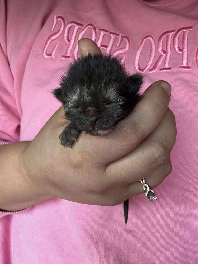 Enlarge Tiny, a Adoptable American Shorthair in La valle, WI image 3/3