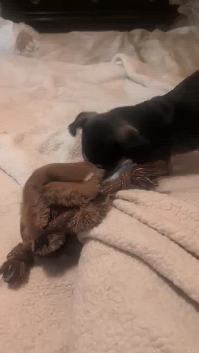 Enlarge Brewster, a Adoptable mixed breed in Omaha, NE video 6/6