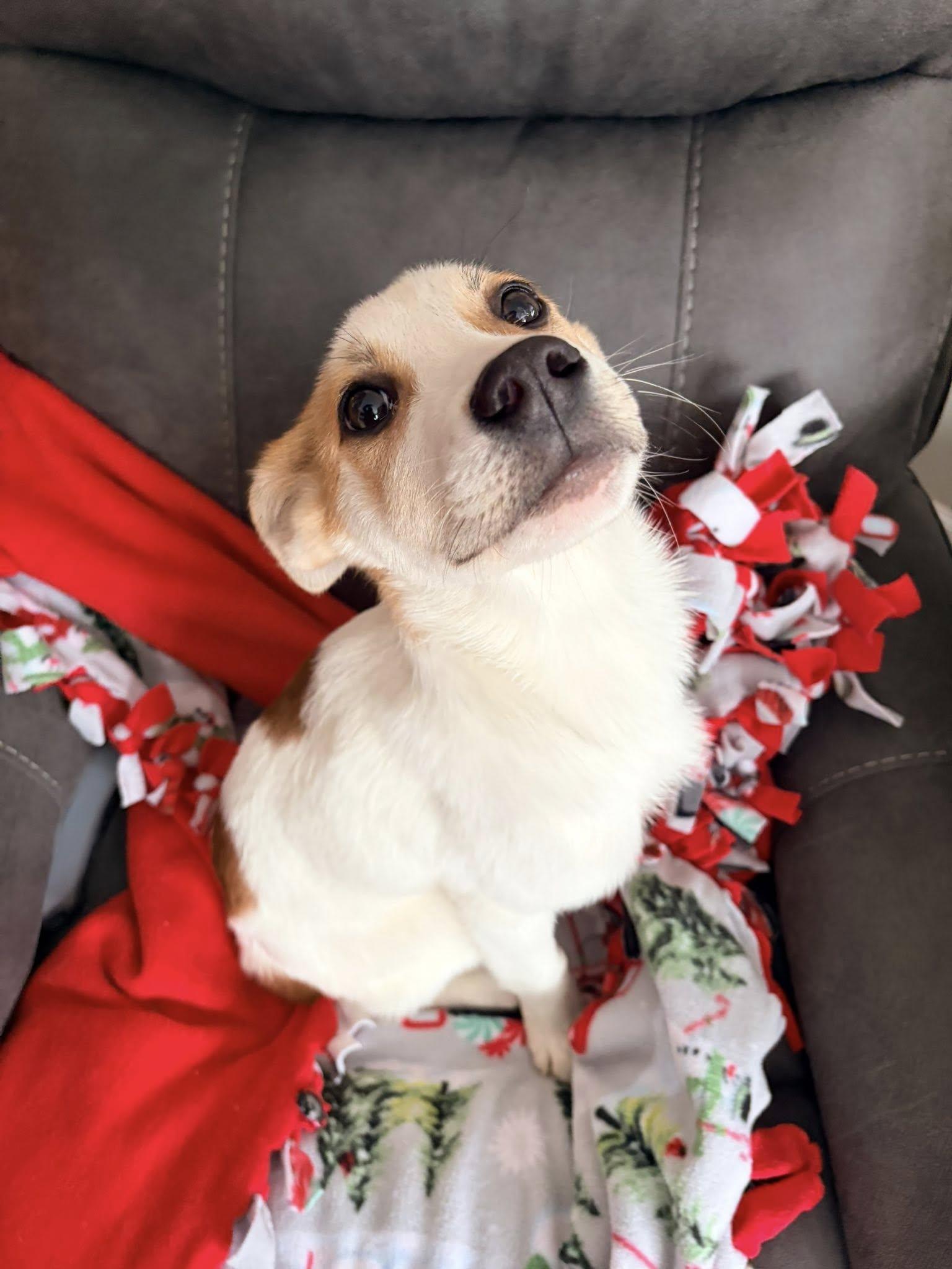 Enlarge Chloe , an adopted mixed breed in Riverdale, NJ image 3/4