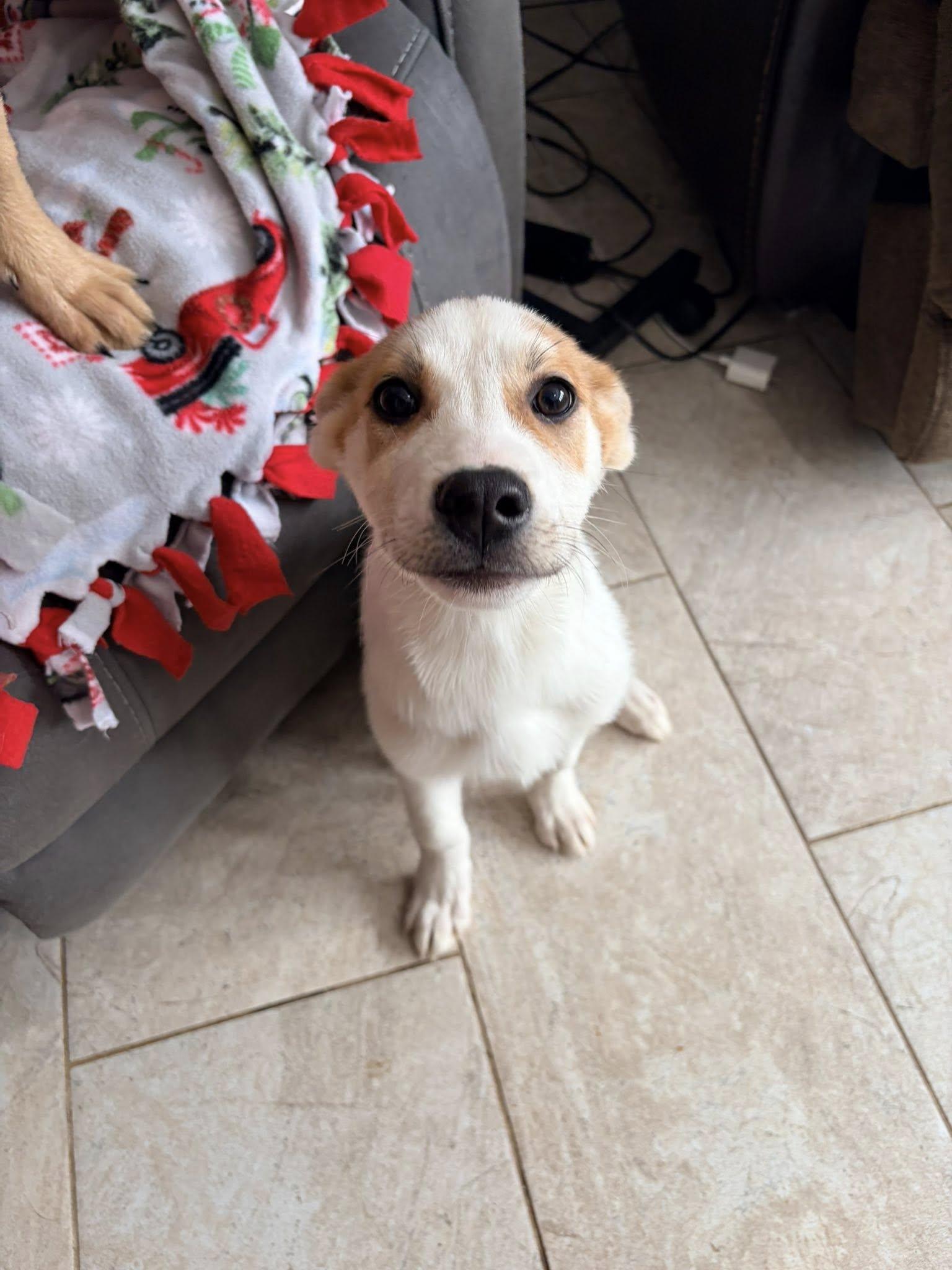 Enlarge Chloe , an adopted mixed breed in Riverdale, NJ image 1/4