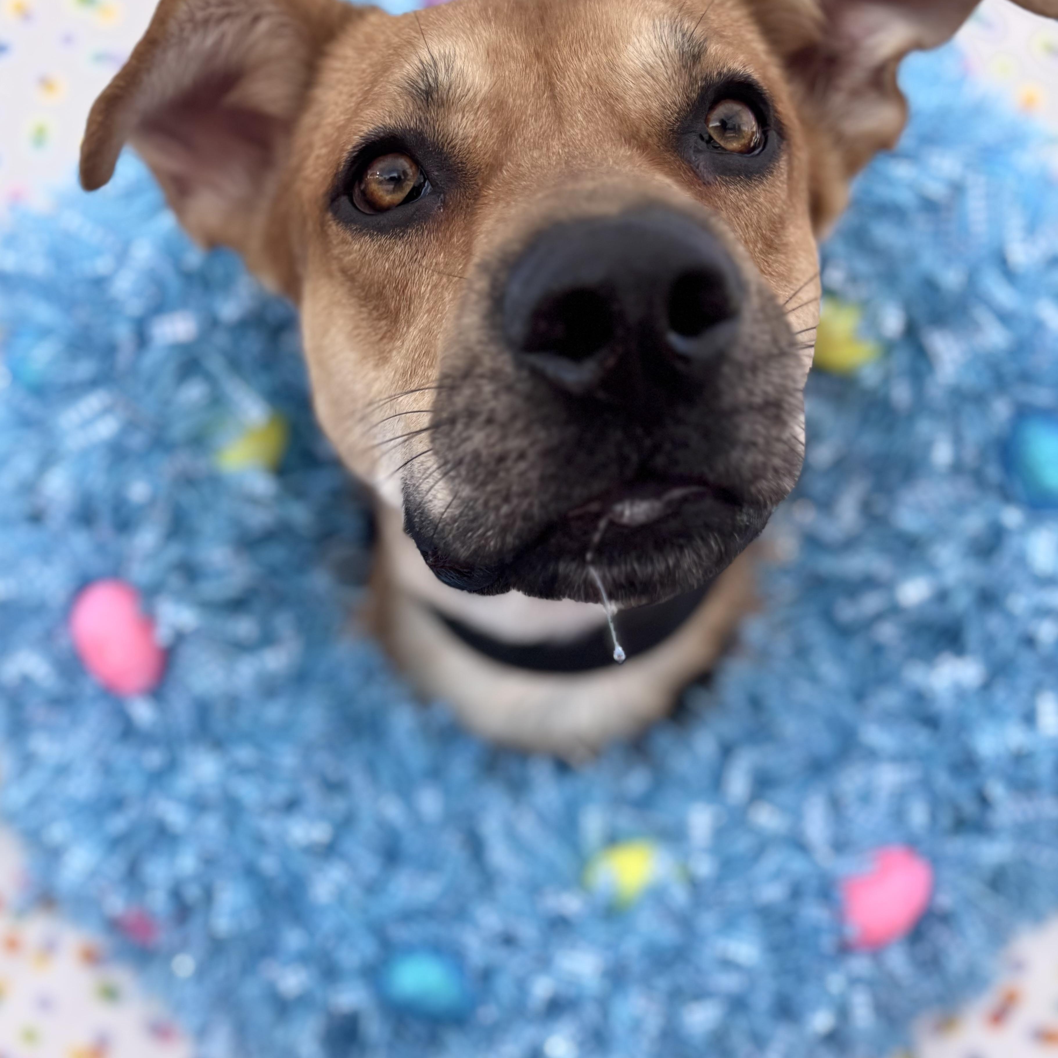 Enlarge Casper, a Adoptable mixed breed in Phoenix, AZ image 5/6