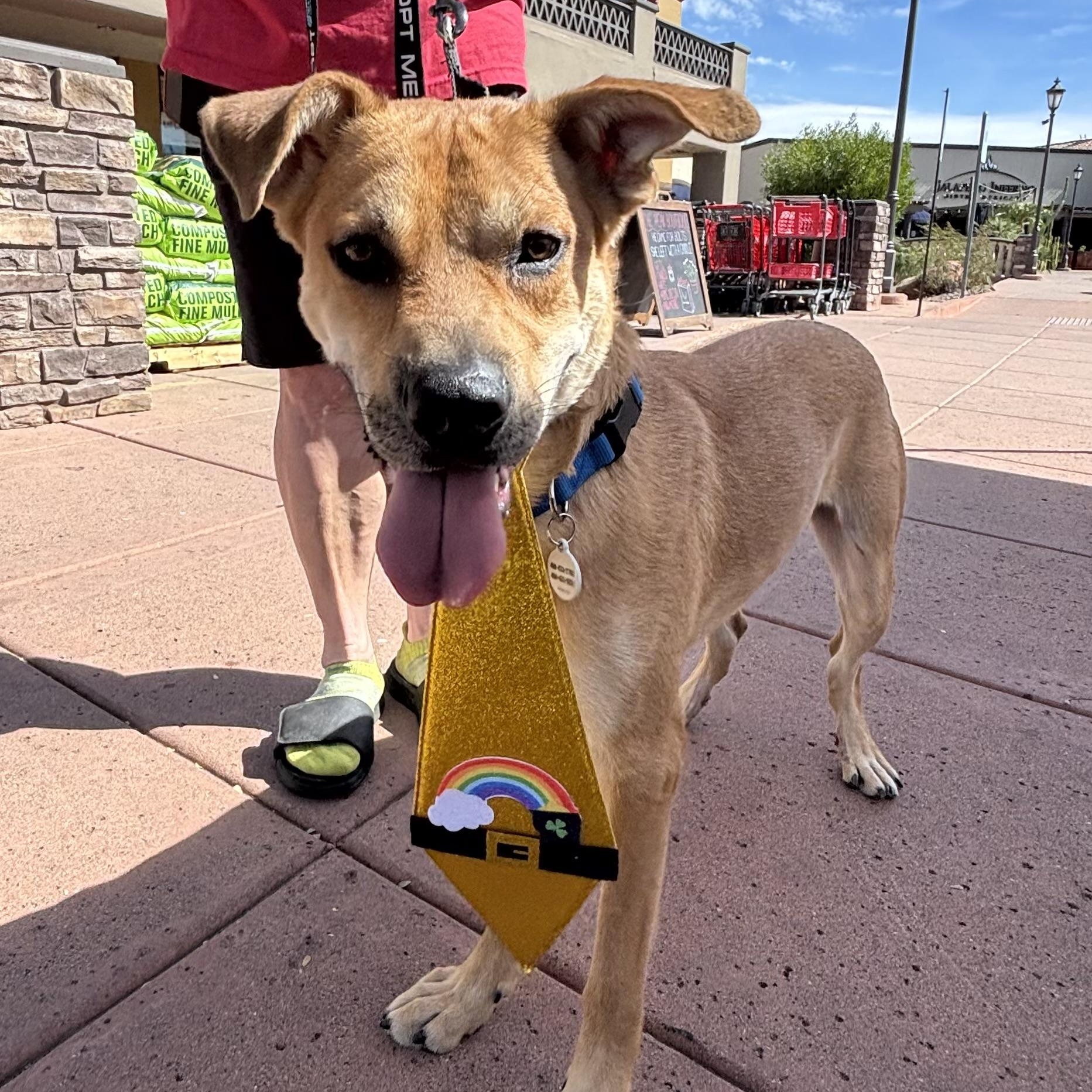 Enlarge Casper, a Adoptable mixed breed in Phoenix, AZ image 6/6