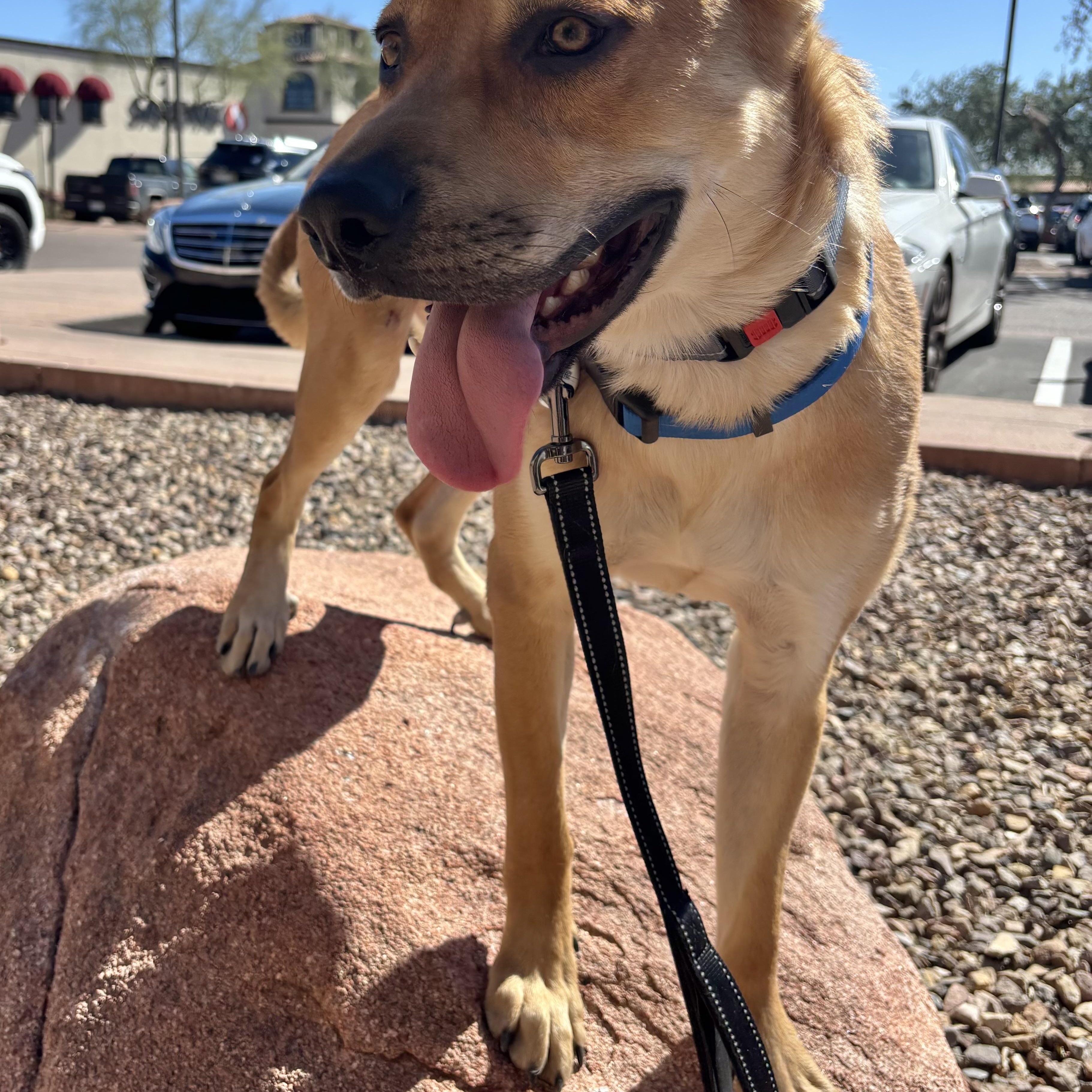 Enlarge Casper, a Adoptable mixed breed in Phoenix, AZ image 4/6