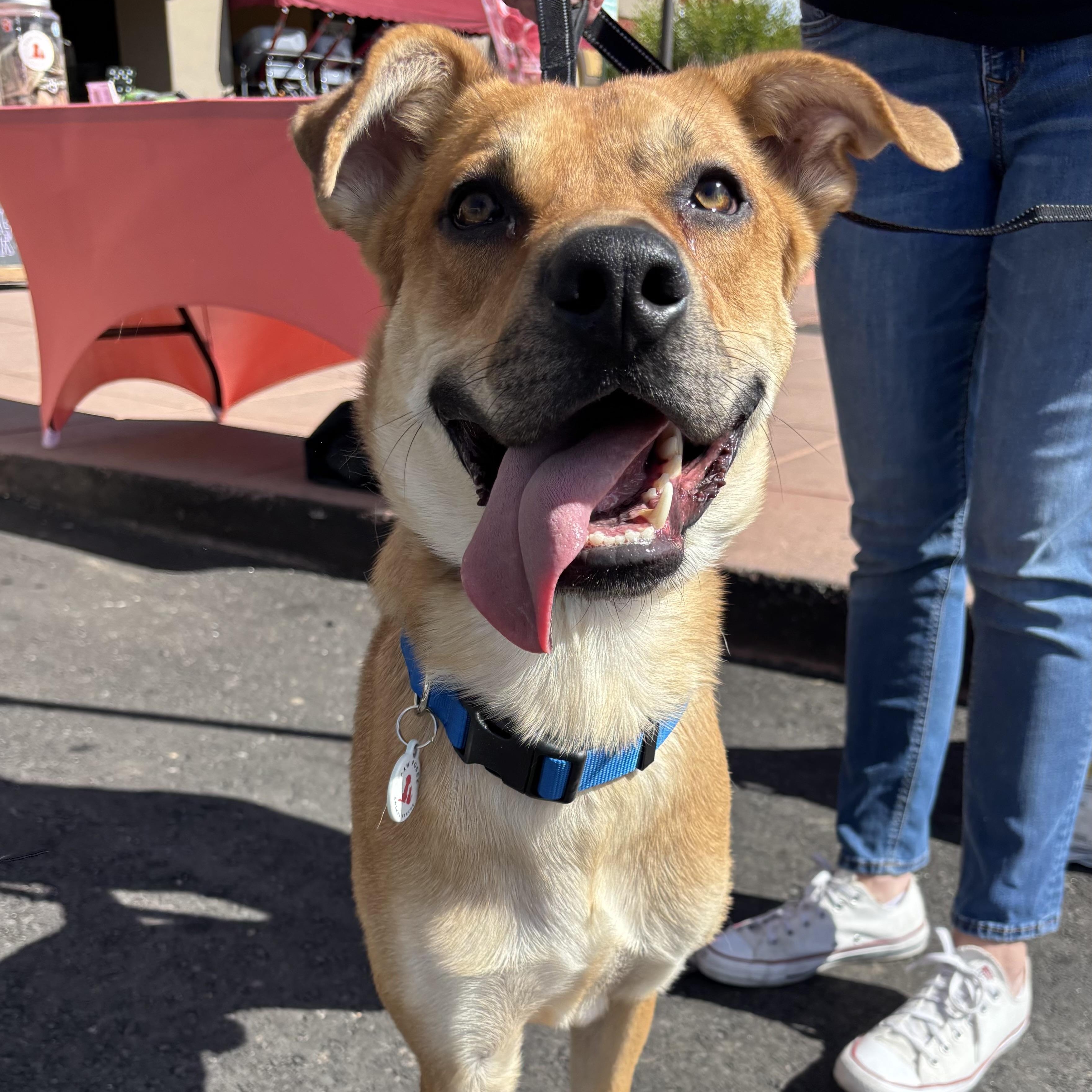 Enlarge Casper, a Adoptable mixed breed in Phoenix, AZ image 3/6