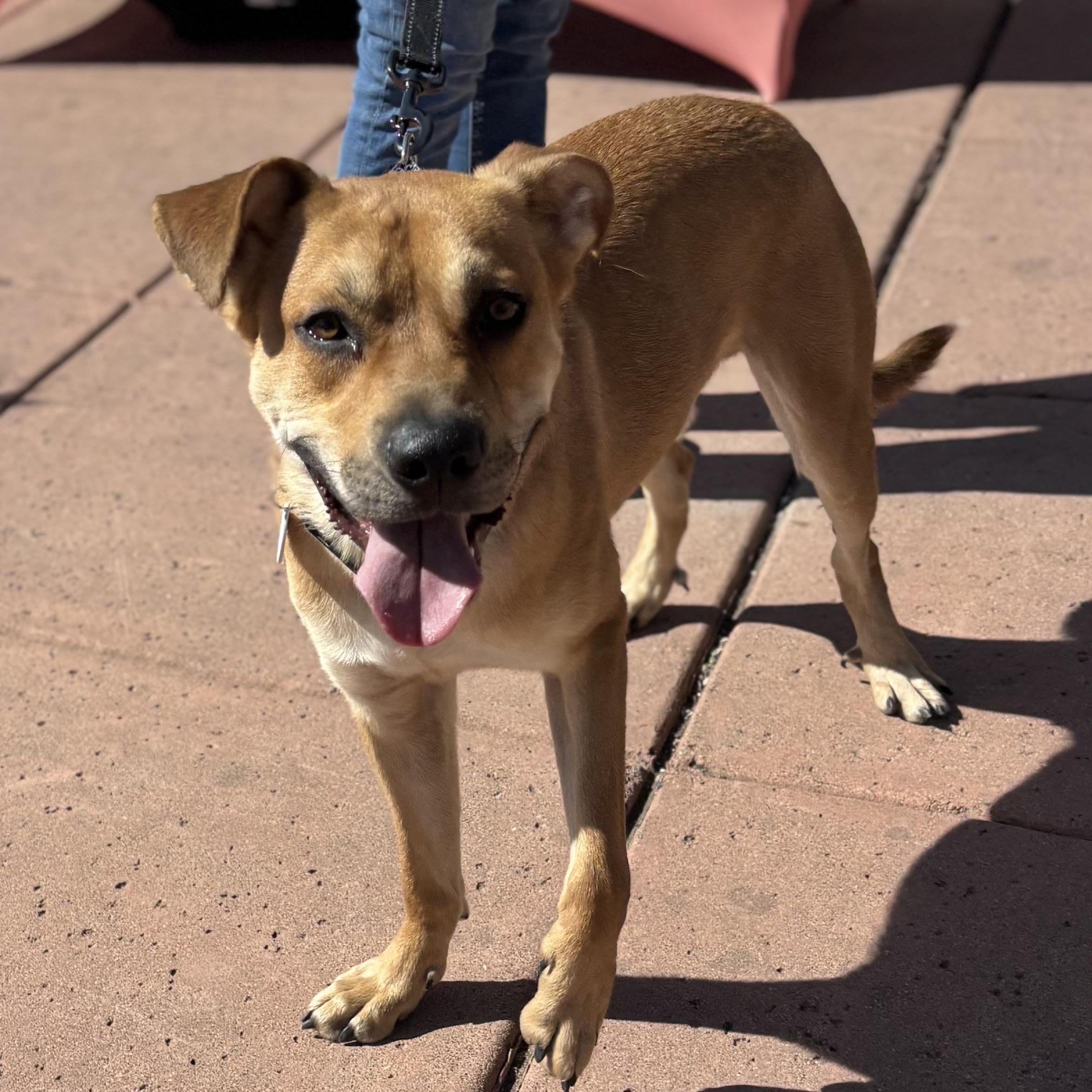 Enlarge Casper, a Adoptable mixed breed in Phoenix, AZ image 2/6