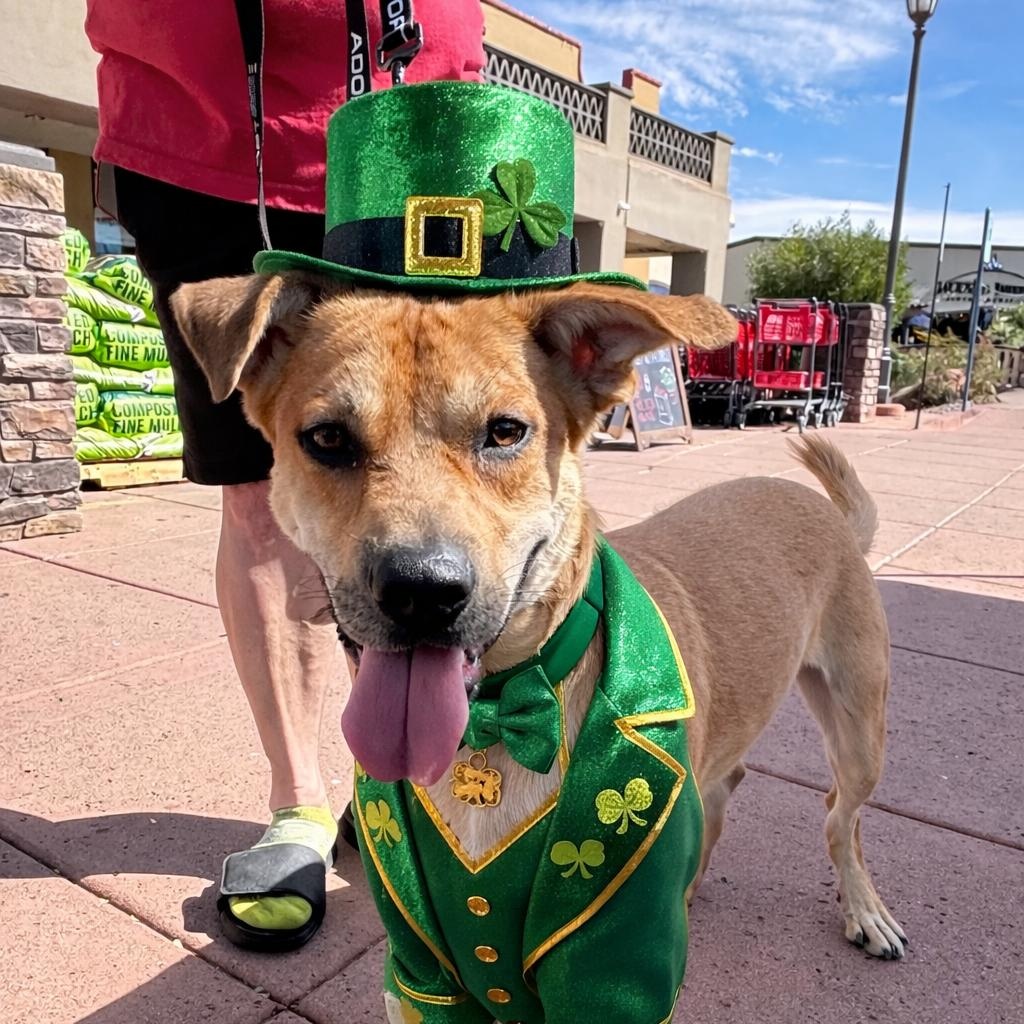 Enlarge Casper, a Adoptable mixed breed in Phoenix, AZ image 1/6