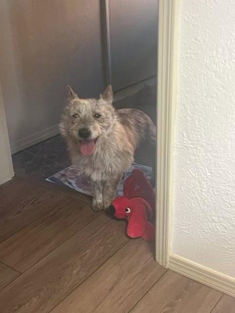Luli, Adopted, Young Male Cairn Terrier.