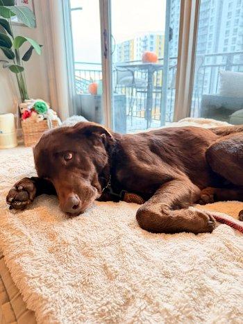 Duke, Adoptable, Adult Male Labrador Retriever.