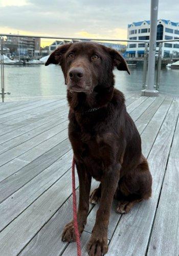 Enlarge Duke, a Adoptable Labrador Retriever in Bedford Hills, NY image 2/6