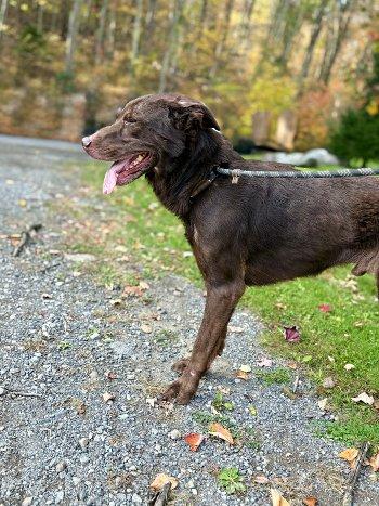 Enlarge Duke, a Adoptable Labrador Retriever in Bedford Hills, NY image 6/6
