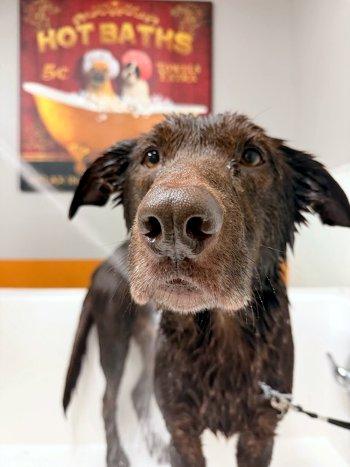 Enlarge Duke, a Adoptable Labrador Retriever in Bedford Hills, NY image 3/6