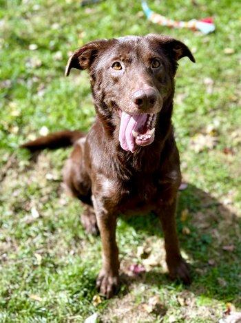 Enlarge Duke, a Adoptable Labrador Retriever in Bedford Hills, NY image 4/6