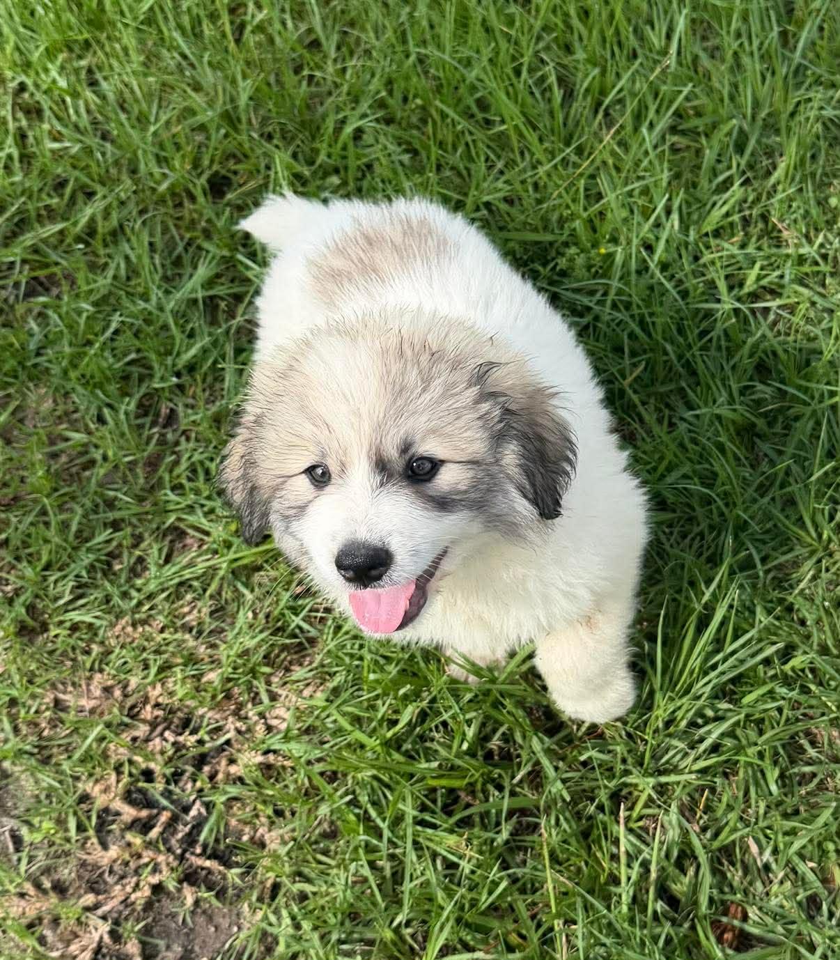 Chloe, a ADOPTABLE Great Pyrenees in Hillsdale, NY image 4/4