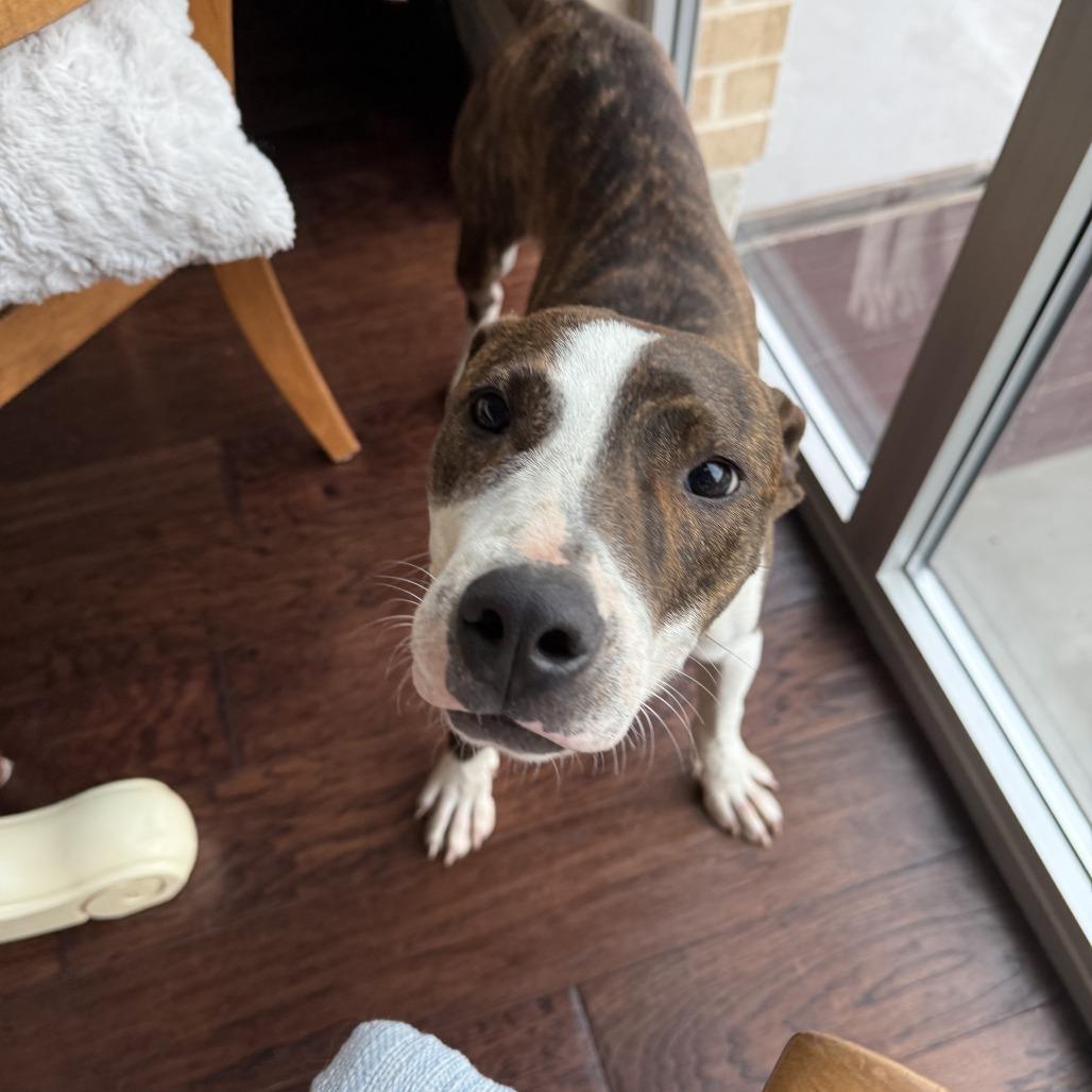 Stallion — thumbnail 2