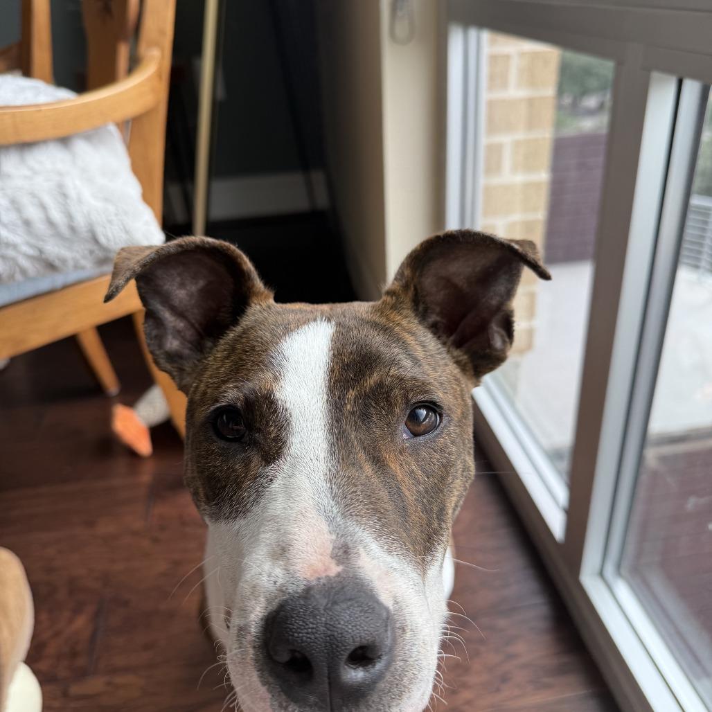 Stallion — thumbnail 3